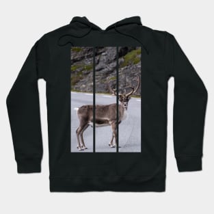 Wonderful landscapes in Norway. Nord-Norge. Beautiful reindeer watching me going to Nordkapp (vertical) Hoodie